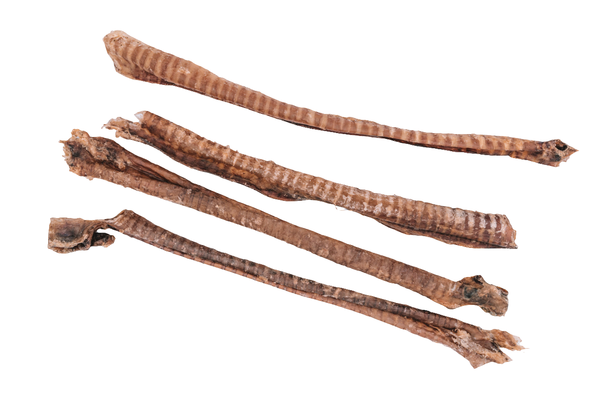 Lamb Trachea