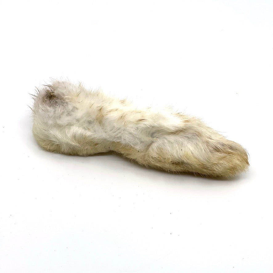 Roosevelt Rabbit Foot Rabbit Feet (with fur) – NACKIES®